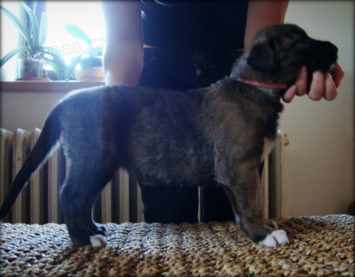 Irsk� vlkodav - �t��ata s PP