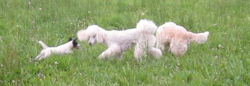 HL�D�N� PS�-HOTEL PRO PSY