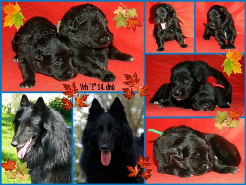 Belgick� ov��k- Groenendael