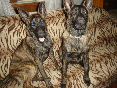 Fena a pes Holandsk�ho ov��ka