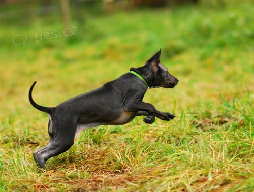 Thajsk� ridgeback - posledn� 3 kr�sn� �ten�tka