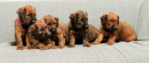 Briard �t�n�tka