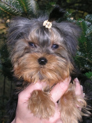 �t��ata jork��ra