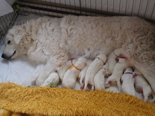 Slovensk� �uva�