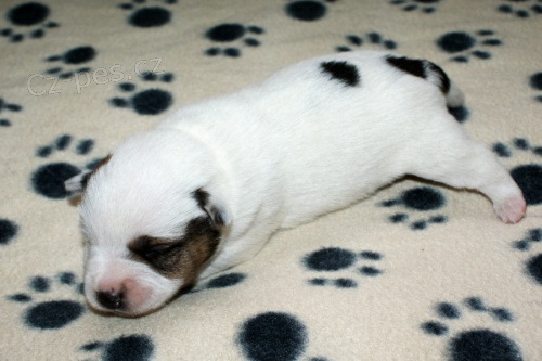 Jack Russell terier s PP