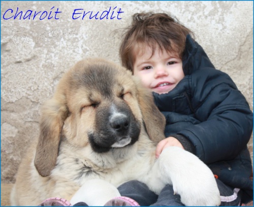 Kavkazsk� pasteveck� pes