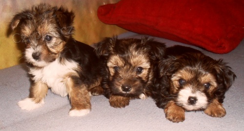 jork��rsk� teri�r x shi tzu