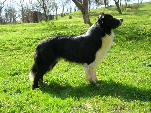 Chovn� pes ke kryt�