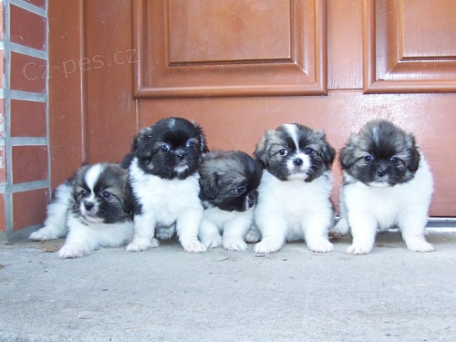 Tibetsk� �pan�l - kr�sn� �t��ata s PP