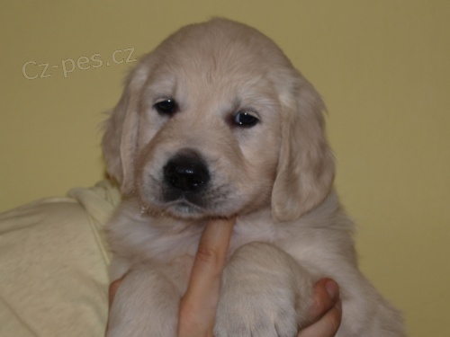 Zlat� retr�vr �t���tka s PP