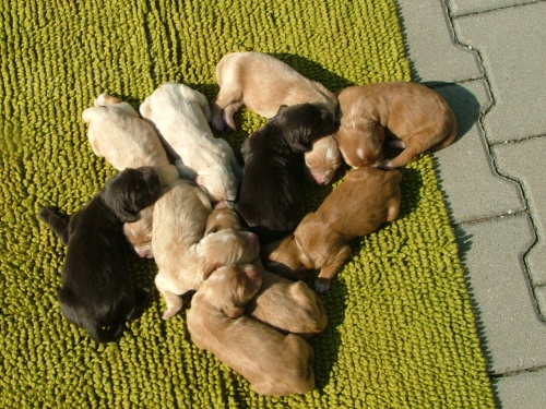 N�meck� k�epel�k