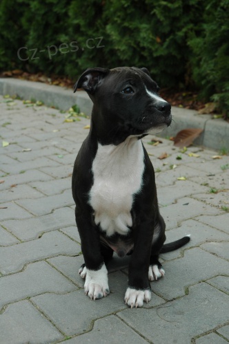 Americk� Pitbulteri�r