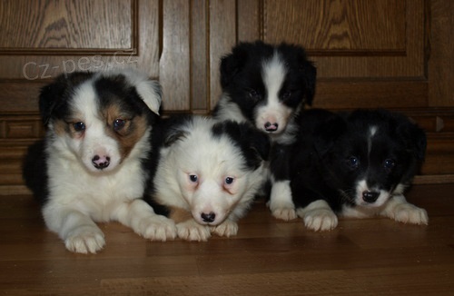 �t�n�tka border kolie