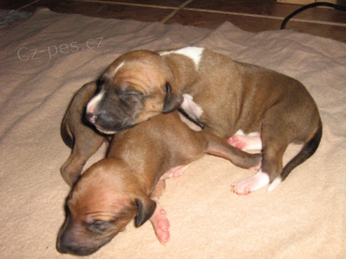 Azawakh - �t��ata