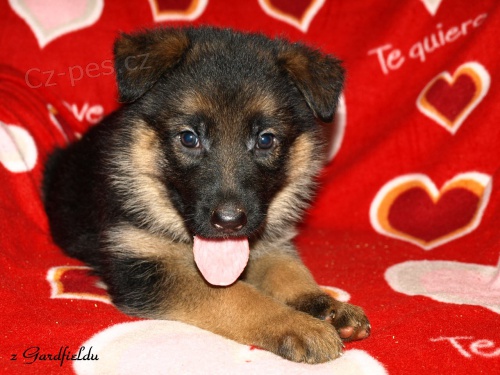 N�meck� ov��k - �t���tka s PP