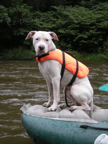 ARGENTINSK� DOGA - KE KRYT�