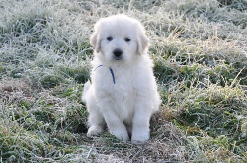 Slovensk� �uva� - �t��ata s PP