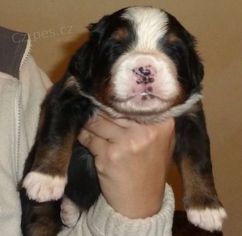 Bernsk� sala�nick� pes - �t���tka s PP