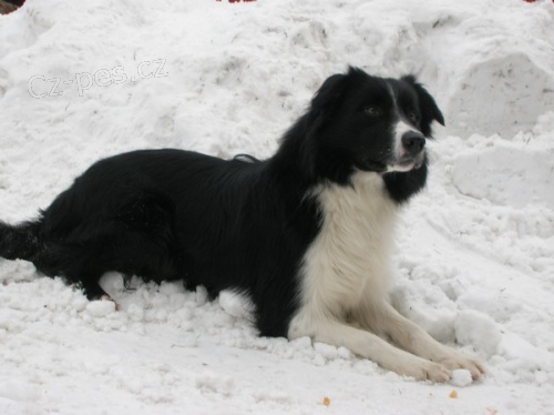 Pes border kolie ke kryt� - levn�!