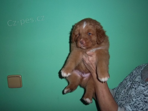 nova scotia duck tolling retr�vr