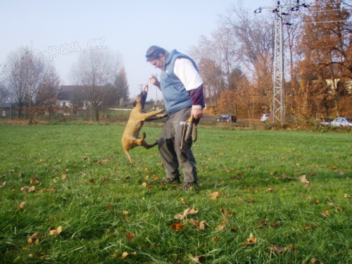 Belgick� ov��k Malinois