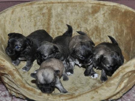 �ivava dl. s PP- pejsci