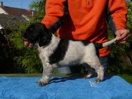 Prod�m �t��ata velk�ho munsterlandsk�ho oha�e