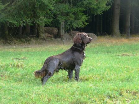 Prod�m psa n�meck�ho k�epel�ka