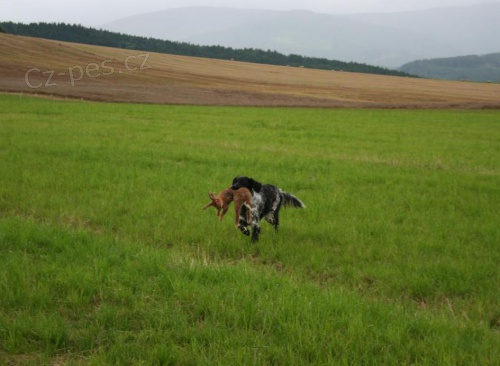 Prod�m fenu velk�ho munsterlandsk�ho oha�e