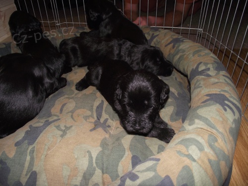 Kn�ra� velk� �ern�