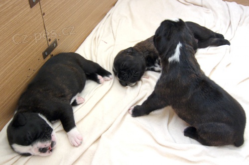 �t��ata - n�meck� boxer