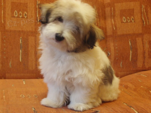 Coton de Tul�ar - pejsek na prodej