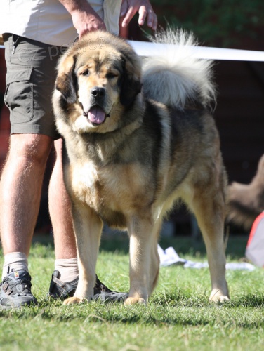 �t���tka tibetsk� dogy (�t���tka s PP)