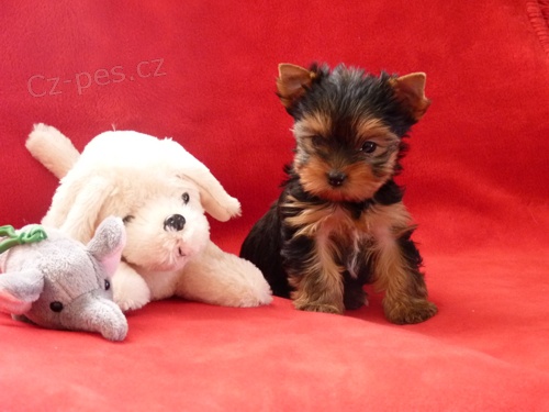 Jork��rsk� terier s PP