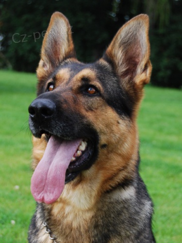 N�meck� ov��k  chovn� fena 