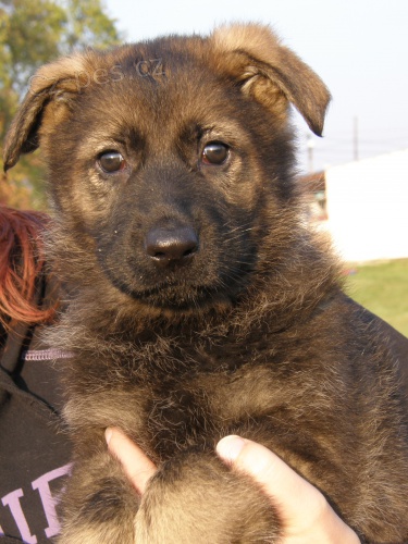 n�meck� ov��k - �t��ata s pp