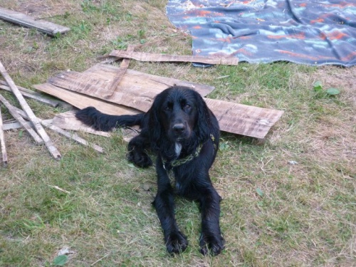 daruji hodn�ho psa