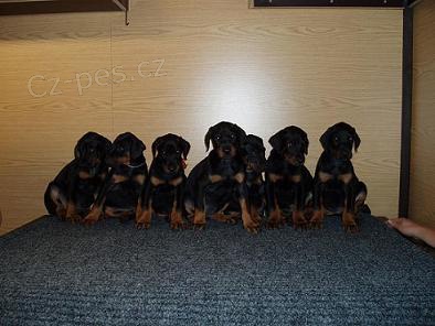 Prod�m kr�sn� �t���tka plemene dobrman s PP