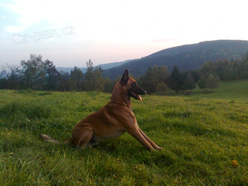�ty�let� malinois bez PP - Brno