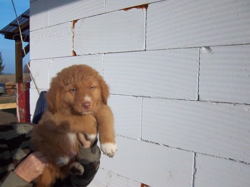 nova scotia duck tolling retr�vr