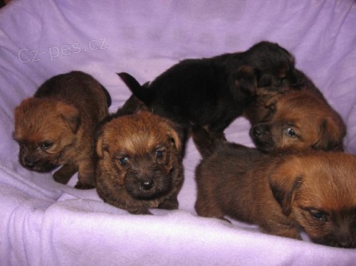 Norfolsk� teri�r