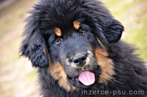 Tibetsk� doga - �t���tka