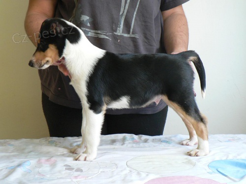 Dva kra�and� kluci hledaj� nov� domov