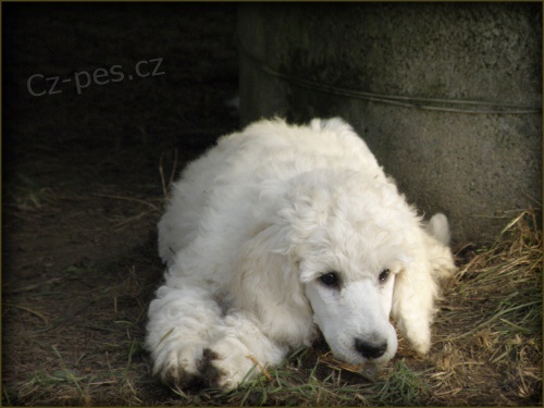 Pudl velk� b�l� a �ern�