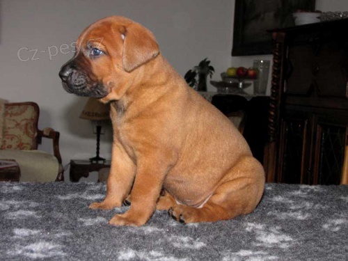 TOSA INU �t��ata �ern� a �erven�