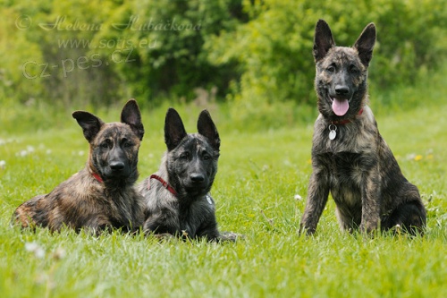 Fenka Holandsk�ho ov��ka