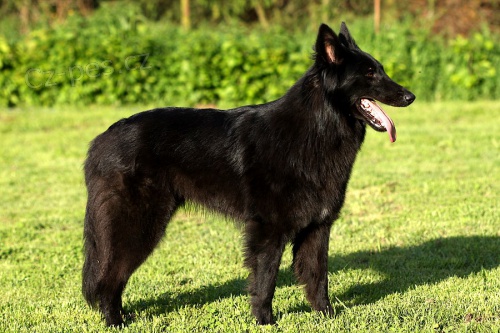 Belgick� ov��k - Groenendael