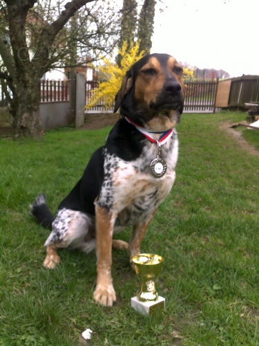 Chovn� pes ke kryt�.