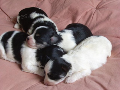 HAVANSK� BI�ONEK