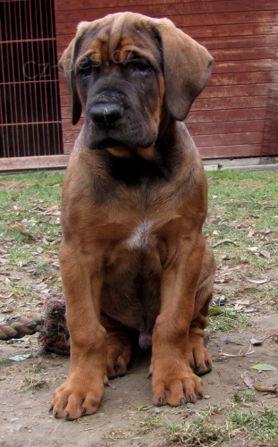 Tosa Inu - HIKARU pejsek 10t�d.